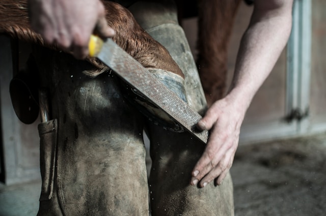 Hoof Care Hoof Health